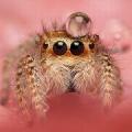 К чему в доме появляются пауки: народные приметы Что означает появление пауков в доме